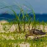 Muszelka - * Swinoujscie
