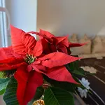 Apartment Muszelka - Swinoujscie