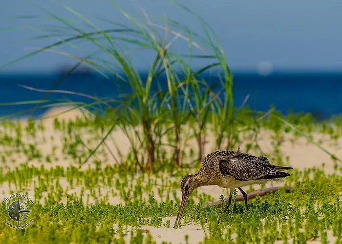 Muszelka - * Świnoujście