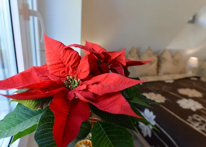 Apartamento Muszelka - Świnoujście